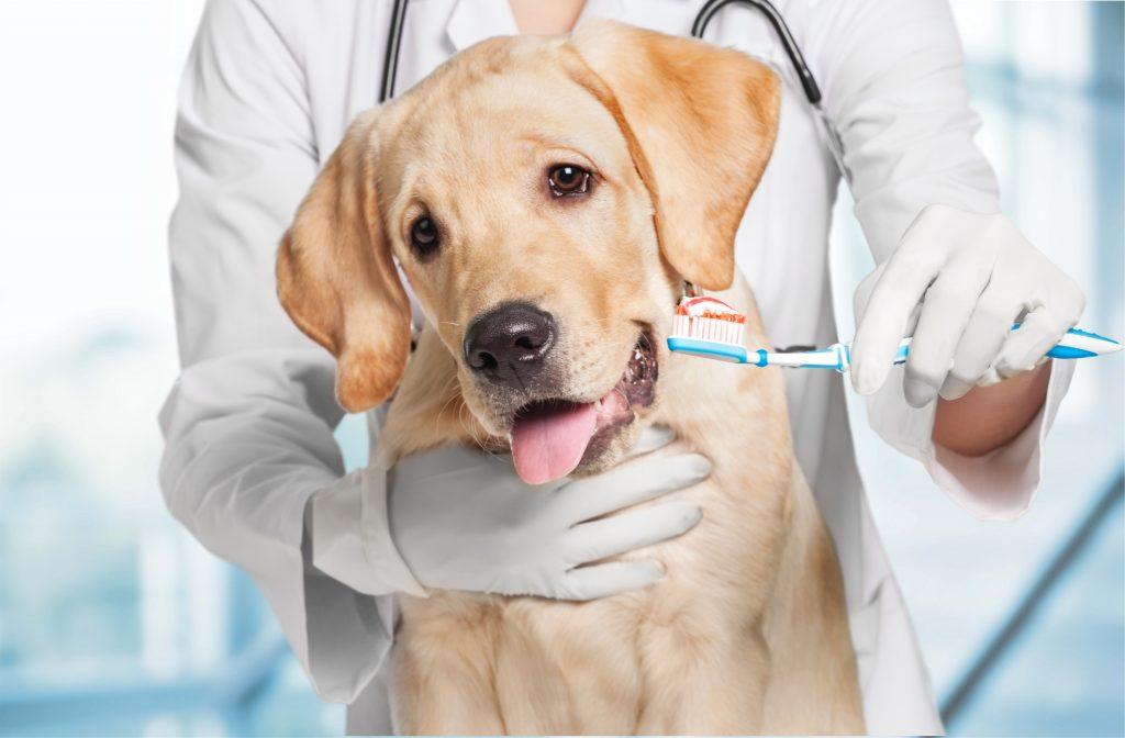 Home Dental Care Products for Your Pet - College Manor Veterinary Hospital