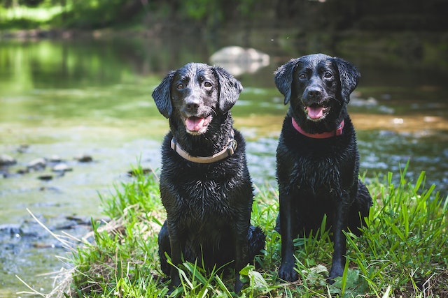 labrador retriever and german shepherd