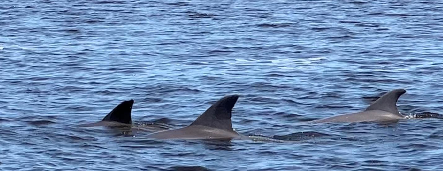A group of dolphins swimming in the water

Description automatically generated with medium confidence