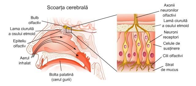 D:\Rox\Articole blog\poze\mucoasa olfactiva protoneuron.jpg