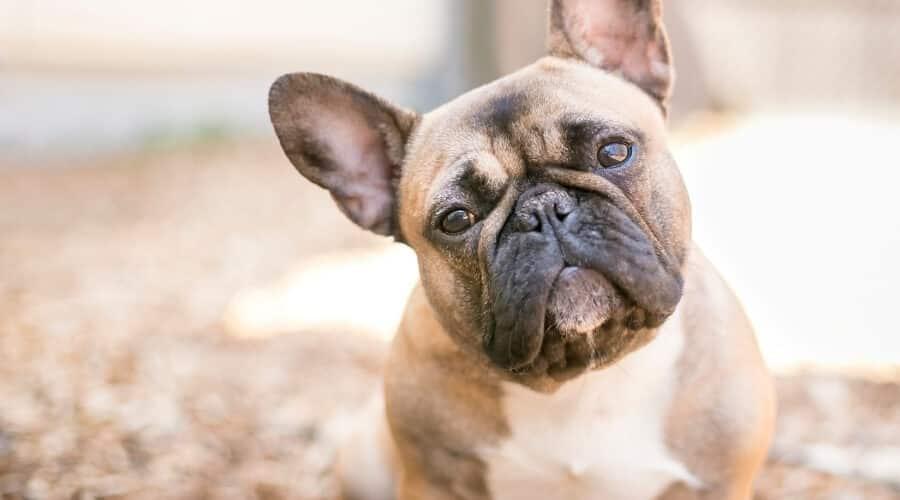 French Bulldog Breed Information: Facts, Traits, Pictures & More