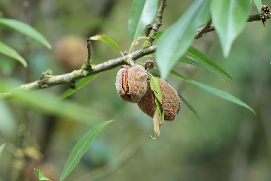 Combate las plagas del almendro
