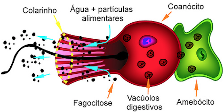 Resultado de imagen de esponjas amebocitos