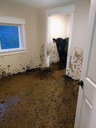 Image result for cow waling into a house