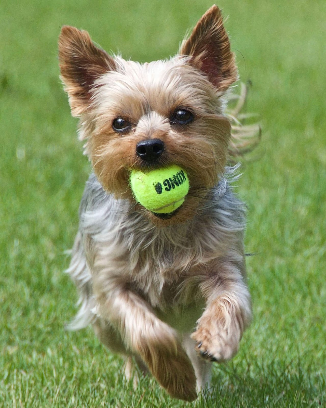 How Fast Can a Yorkie Run?
