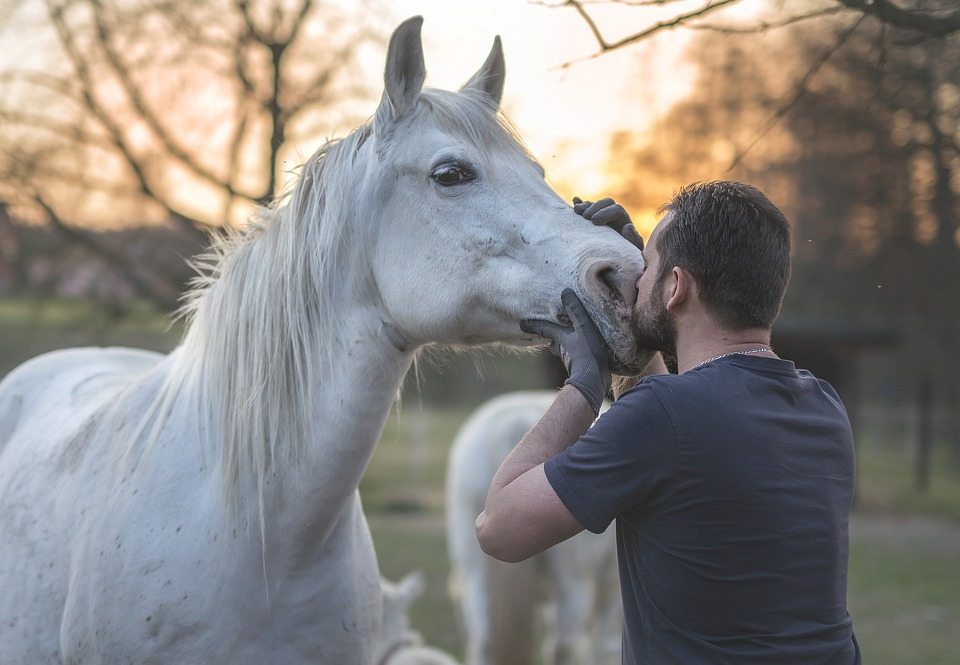 man kissing white horse