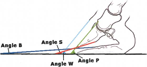 Measurements from radiographs: angle P (dorsal border of distal phalanx to ground), angle W (dorsal surface of hoof wall to ground), angle S (concave solar surface of distal phalanx to ground), and angle B (solar border of distal phalanx to ground).