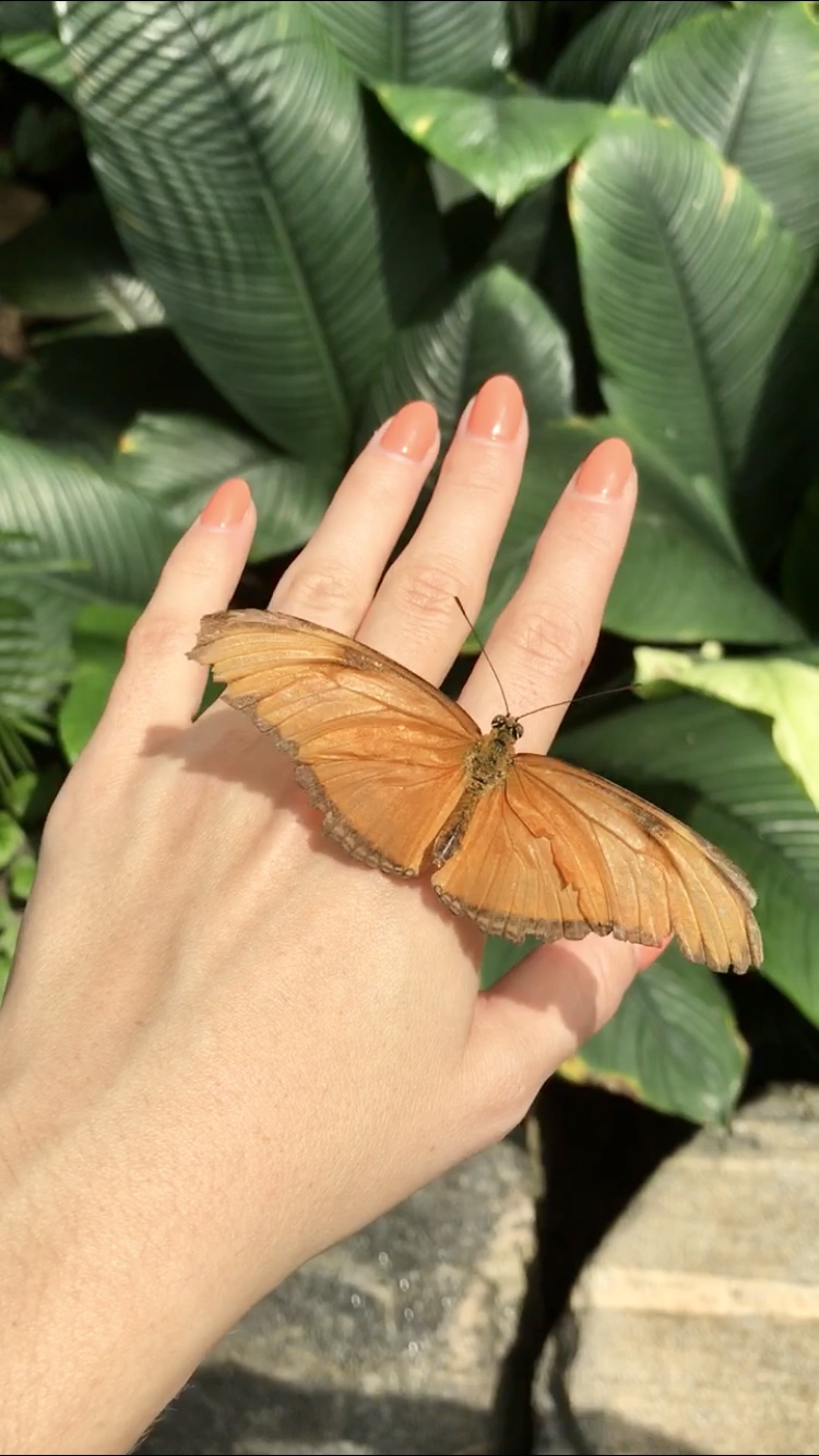 niagara butterfly conservatory