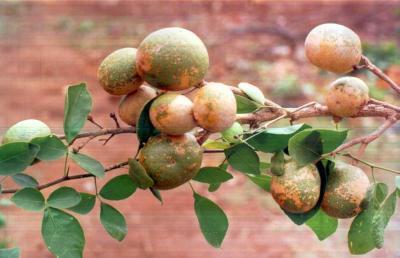 C:\Users\Mazhar Sayeed\Pictures\Aegle Marmelos1.jpg
