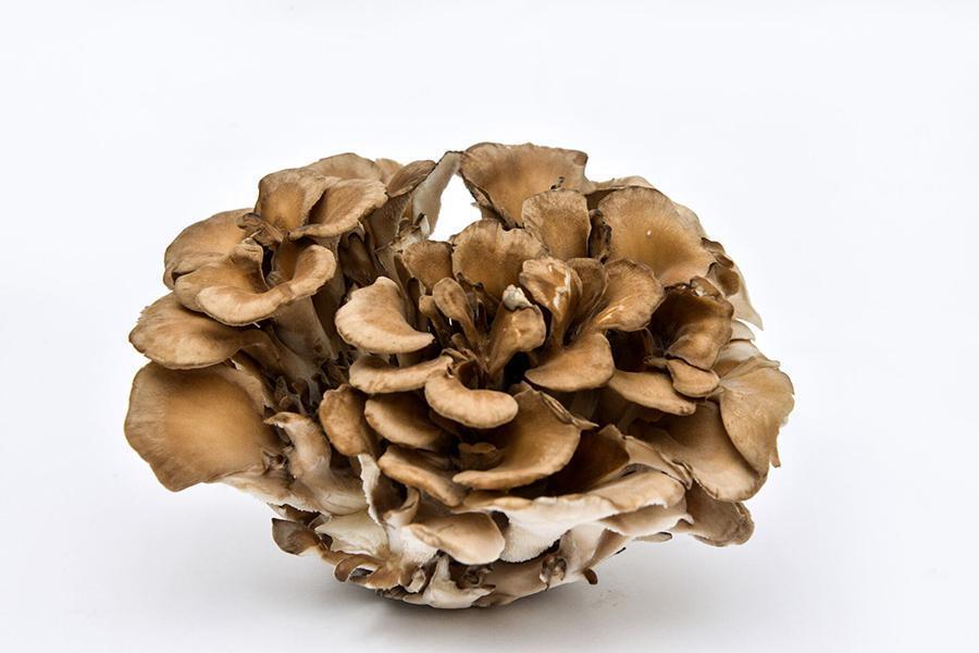 Maitake | Guan's Mushroom