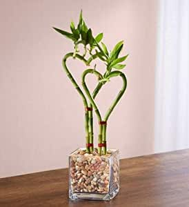 Heart-Shaped Bamboo Plant in Glass Planter