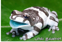 Milk frog
