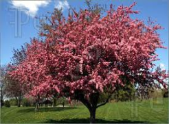 crabapple