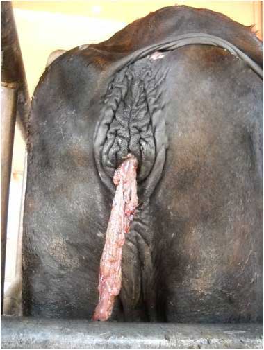 Buffaloes with retained fetal membranes hanging out of the vulvar lips. (Courtesy Dr G. N. Purohit, Department of Veterinary Gynecology and Obstetrics, College of Veterinary and Animal Sciences, Rajasthan University of Veterinary and Animal Sciences, Bikaner Rajasthan, India.) 