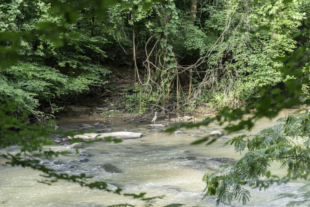 2016-07-23 Vickery Creek -_DSC0429