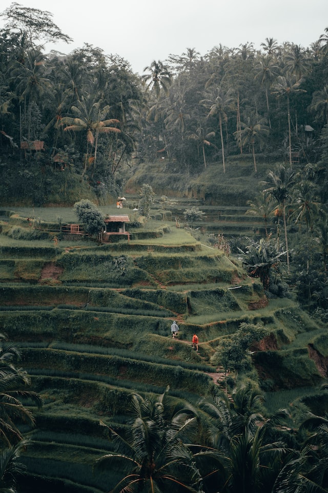 Bali rice fields to see 