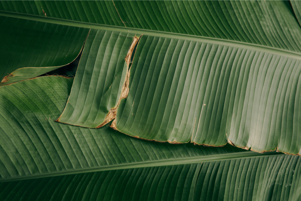 1. Membersihkan Setrika yang Lengket dengan Daun Pisang