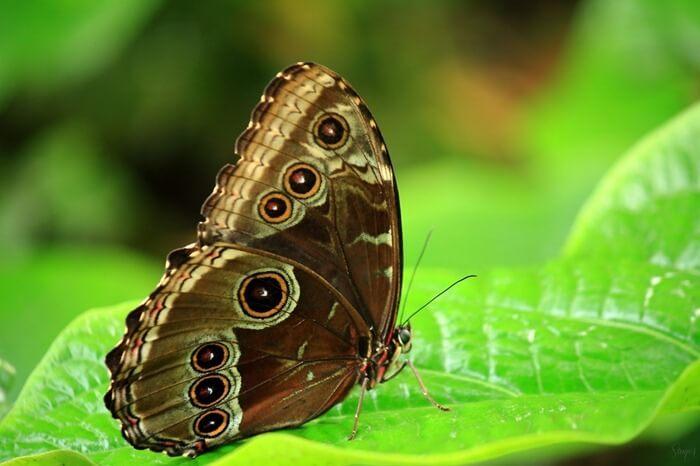 Morpho menelaus 
