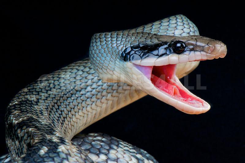 REPTILES4ALL | Orthriophis taeniurus callicyanous, Blue beauty snake,  Vietnam
