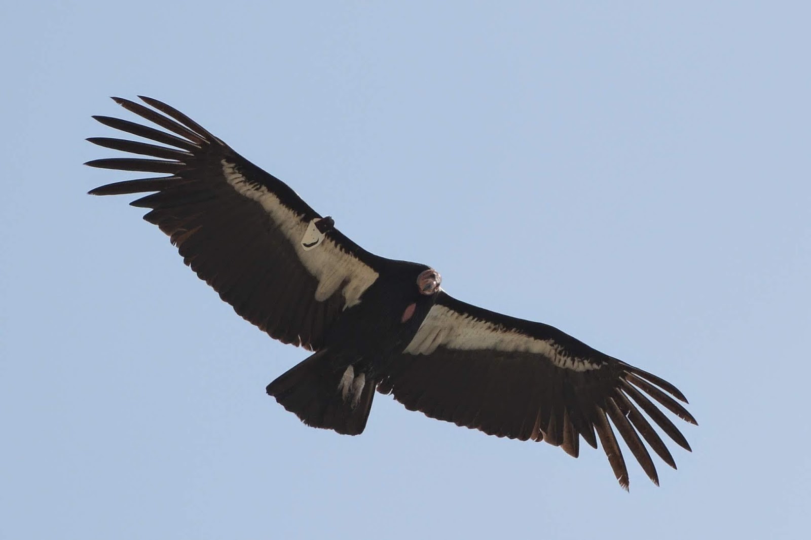 The last condors of California – seb247.com