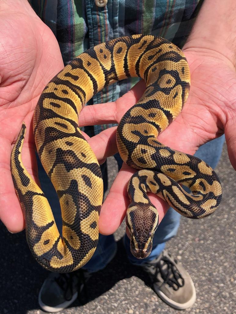 ball python in persons hand