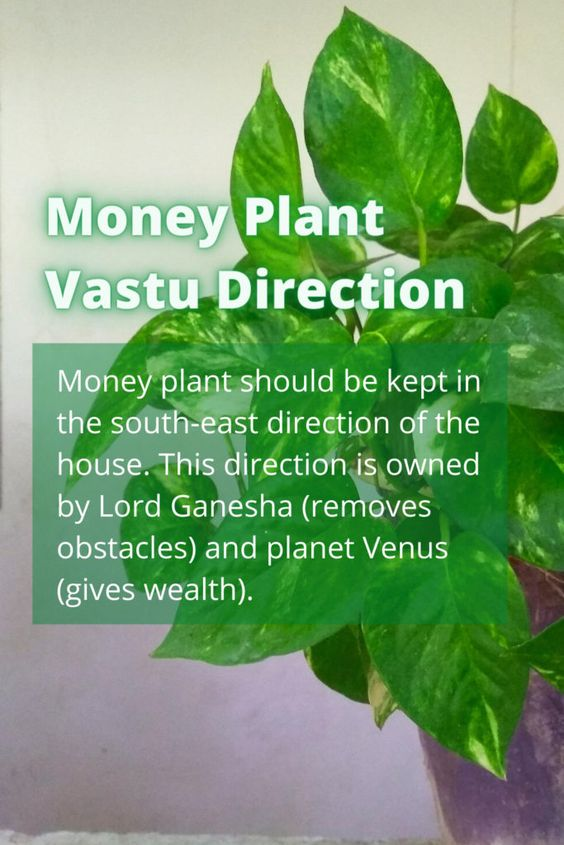 money plant Vastu