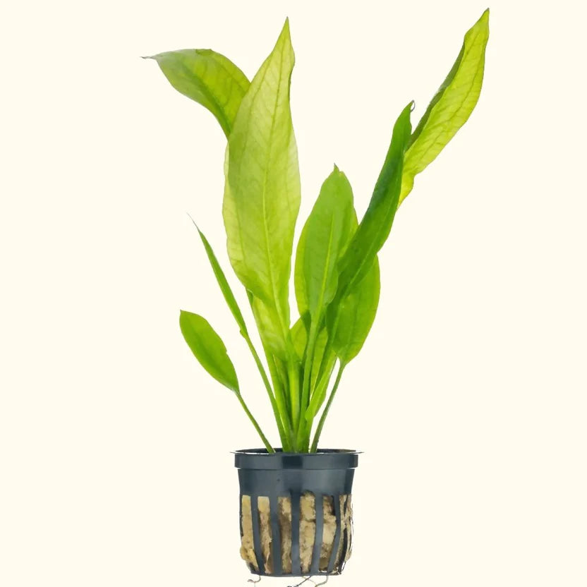 Amazon Sword - Aquarium Live Plants for Beginners