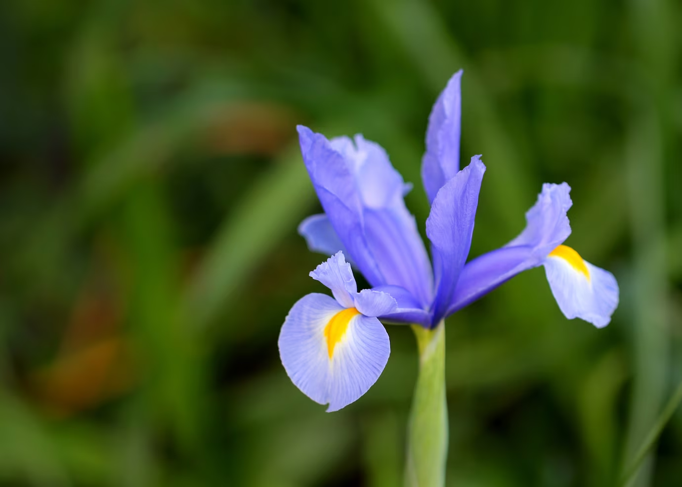 Dutch Irises