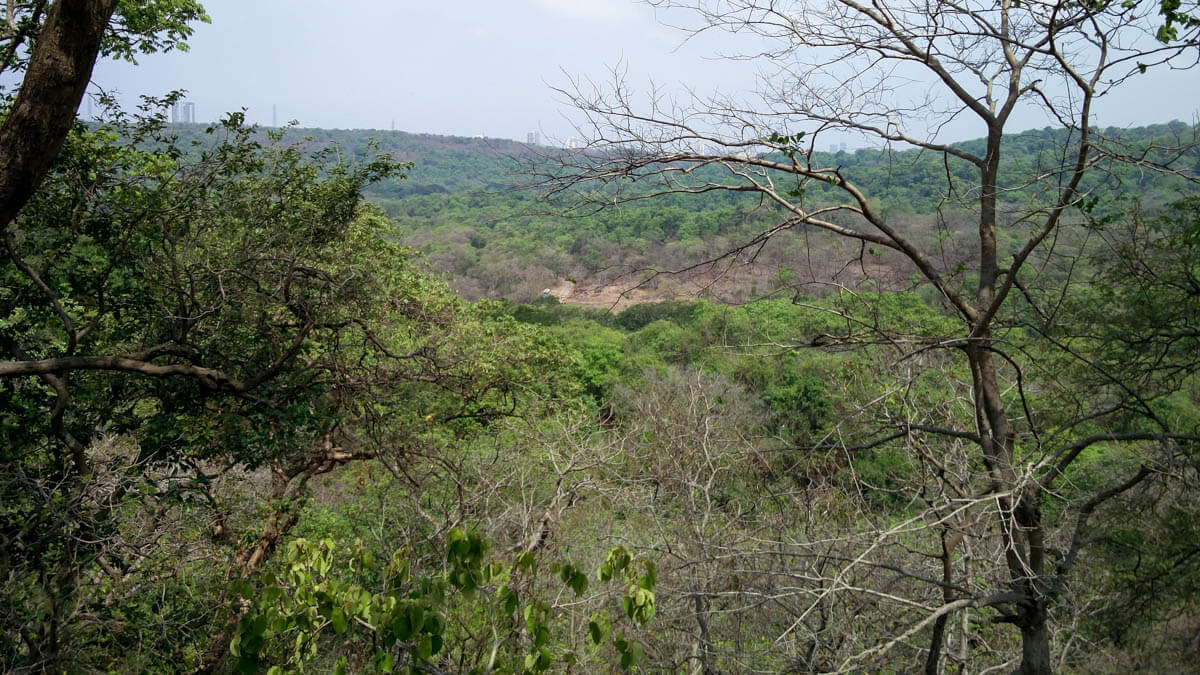 A photograph of Sanjay Gandhi National Park