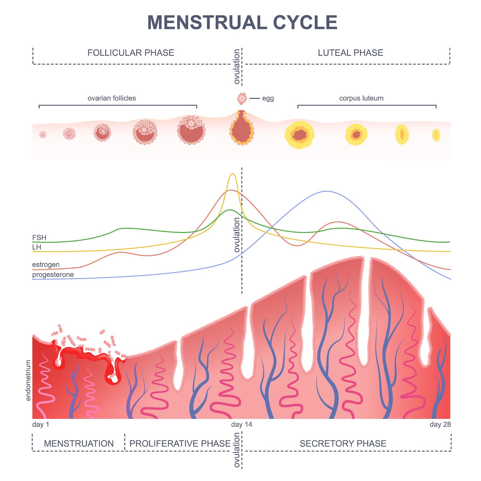 What would cause a luteal phase defect aside from low progesterone? :  r/Mirafertility