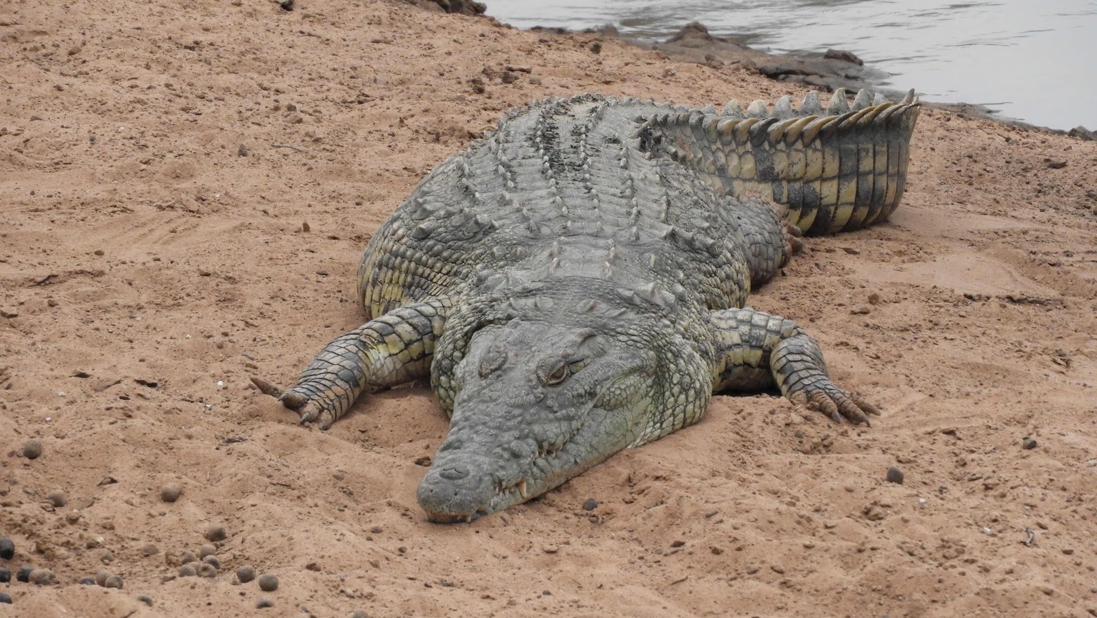 Crocodile Mkhaya