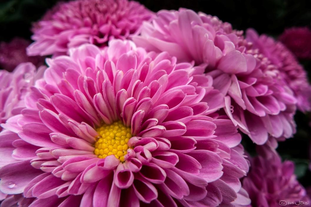 Online Flower Delivery- SnapBlooms.com