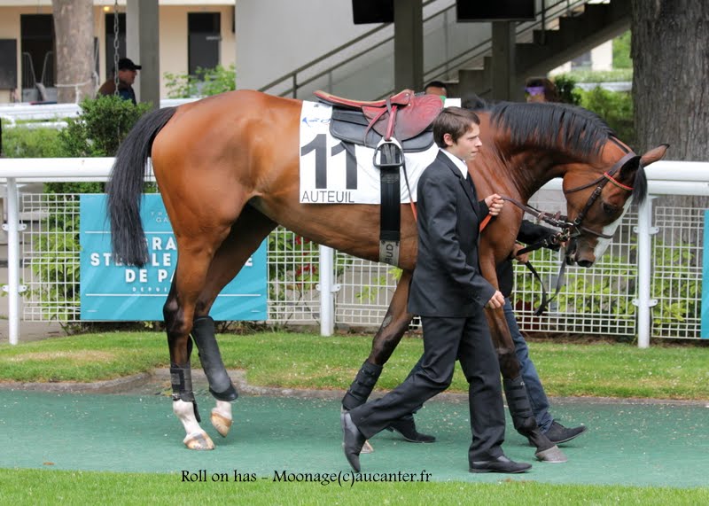 Photos Auteuil 16-05-2015 Week-end printanier de l'obstacle 8KMwNa6saB80A_fSINiF2AJRH9mfi2I_RbW3sCIF9dHp=w800-h571-no