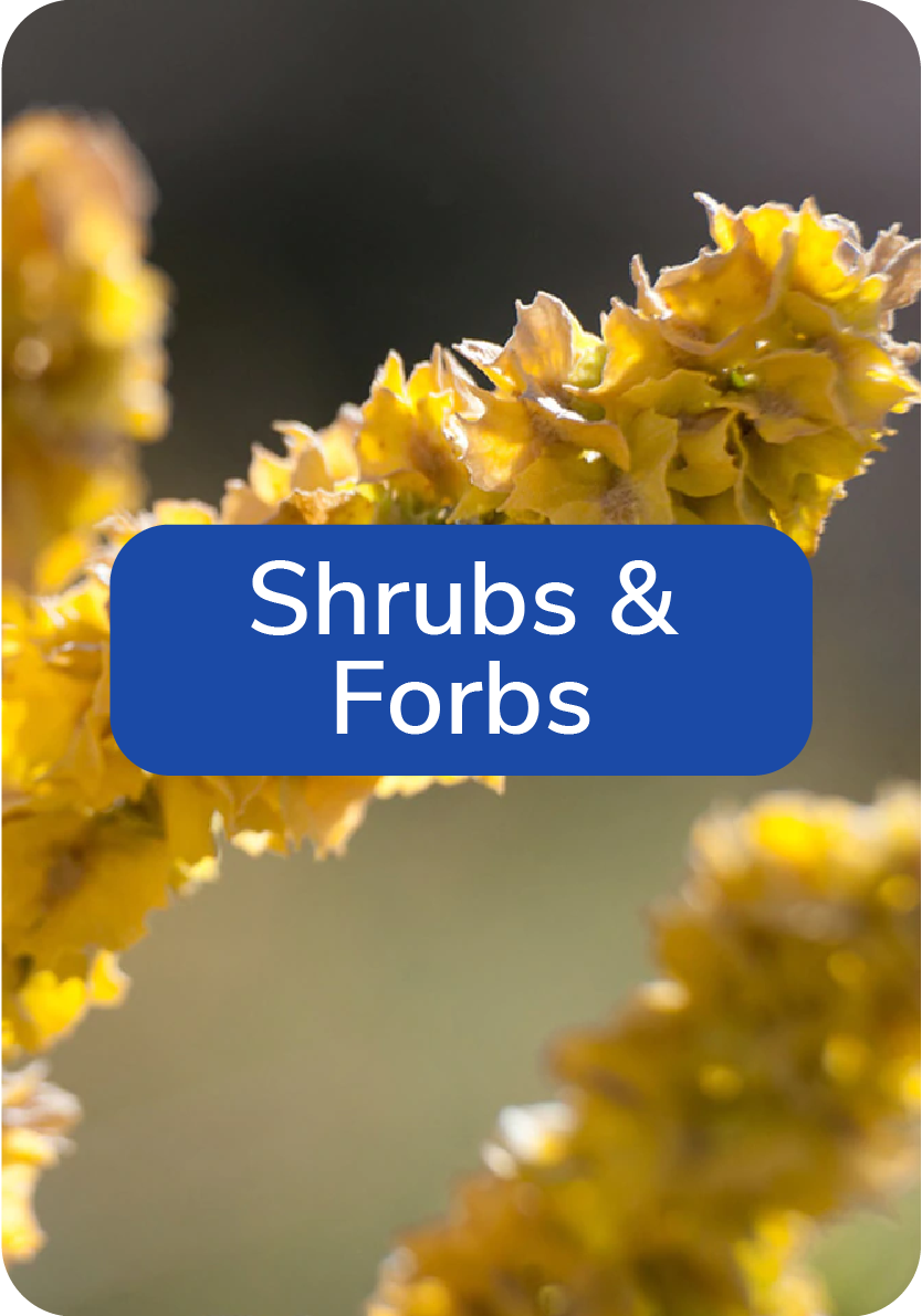 shrubs and forbs