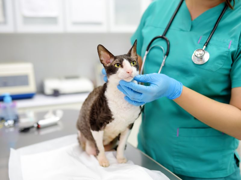 cats-checkup
