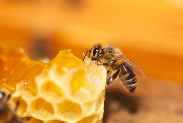 Premium Photo | A bee on a honeycomb close-up.