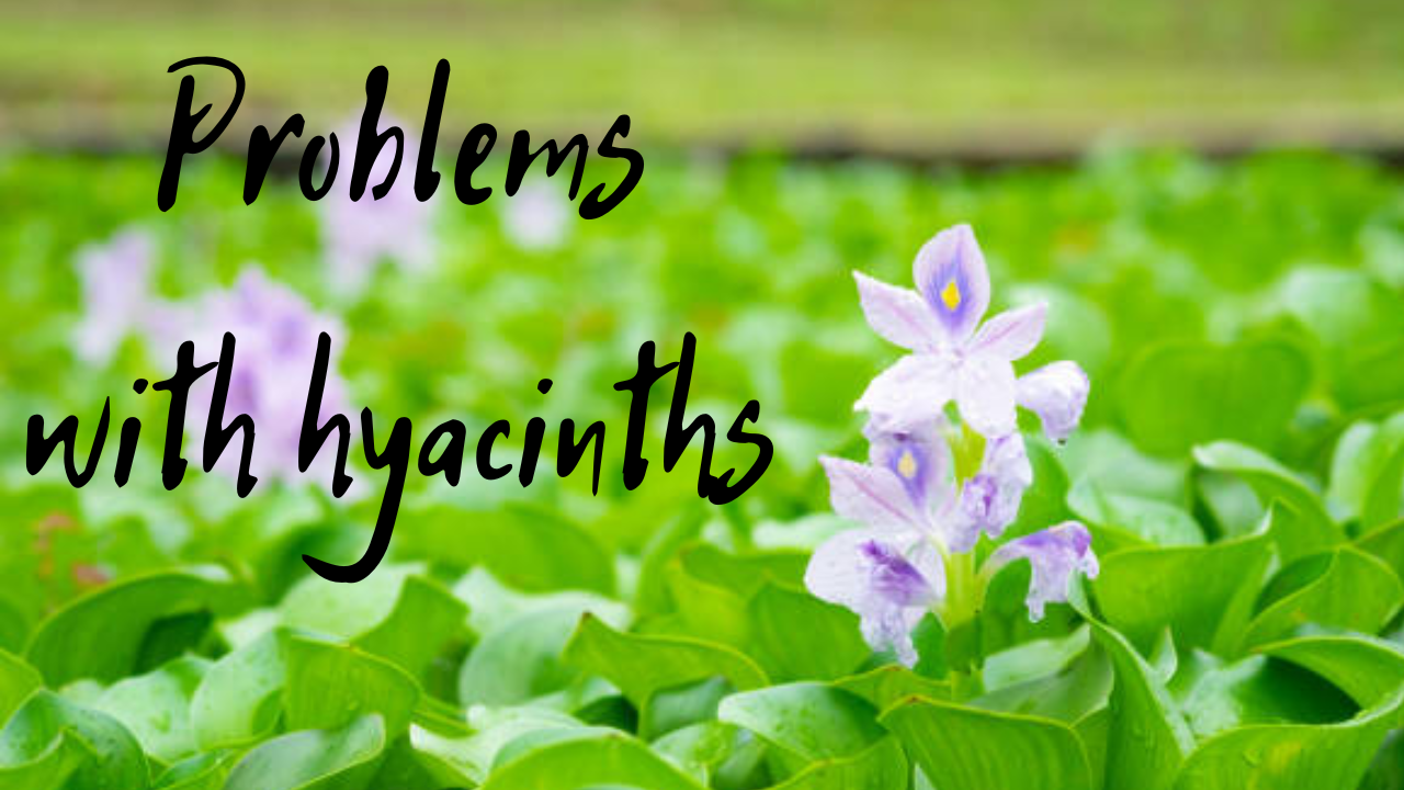 Problems with Hyacinth
