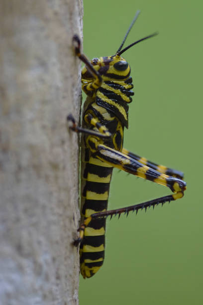 T.collaris on the twig 