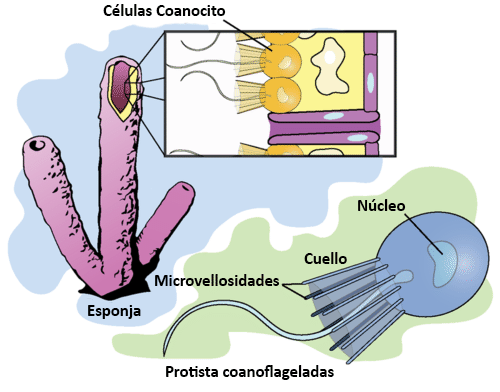 Protistas de Choanoflagelado y células de Choanocyte en esponjas