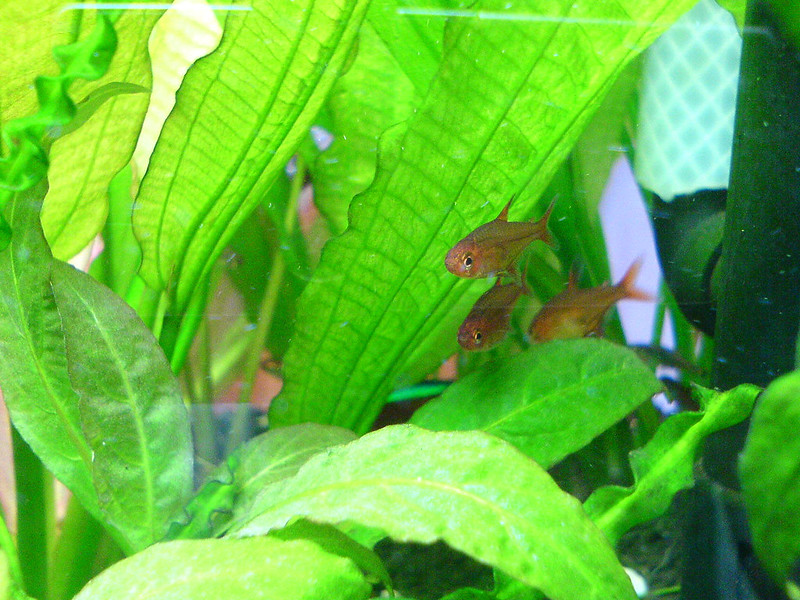 Ember tetras under plant leaves in aquarium