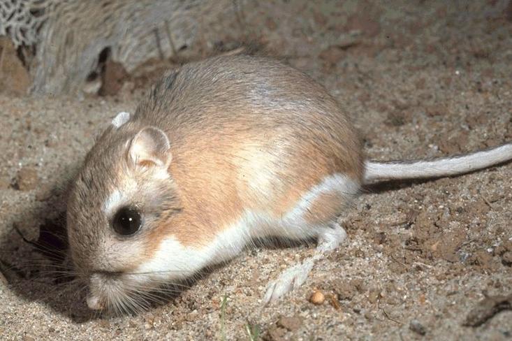 A kangaroo rat, small and brown in color, sits on sandy ground. 