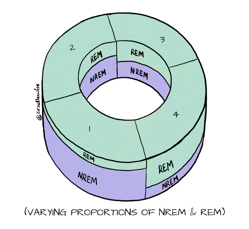 A figure showing the different proportions of REM and NREM sleep in the sleep cycle.