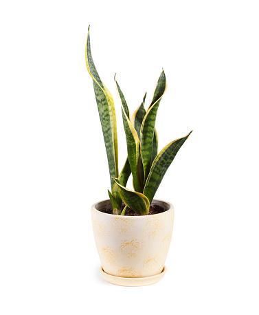 photo of a snake plant in a pot