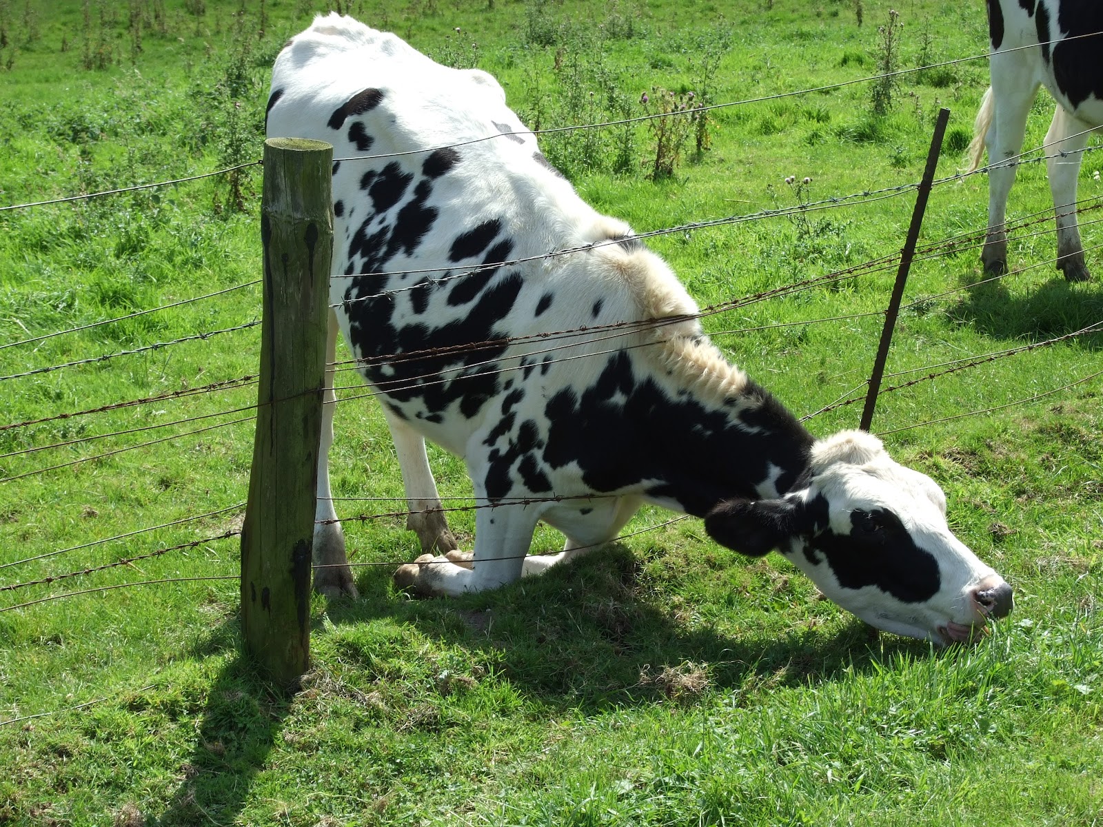 File:Cattle eating grass