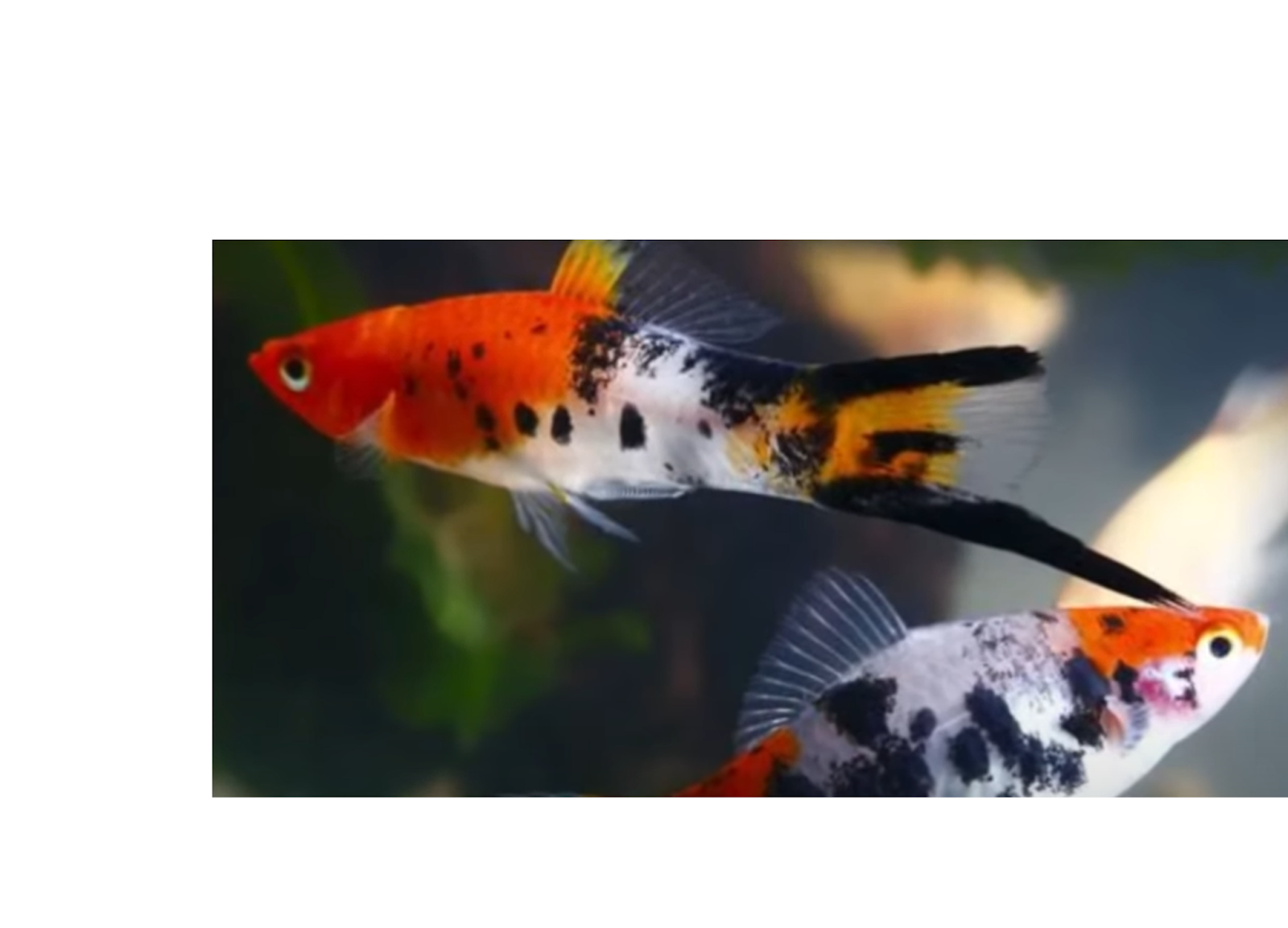 Koi swordtail