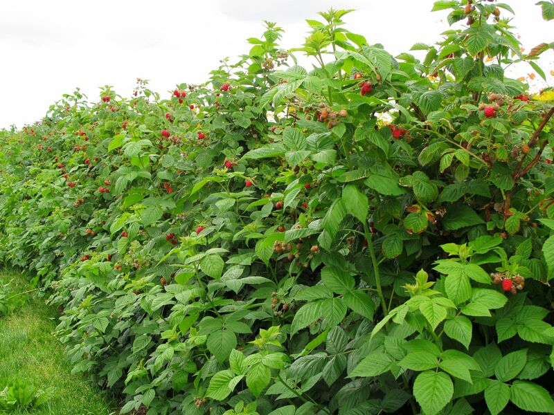 raspberries plants