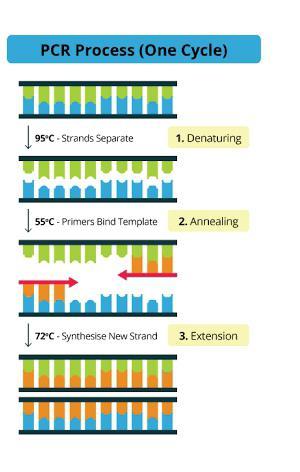 Figure showing the process of PCR
