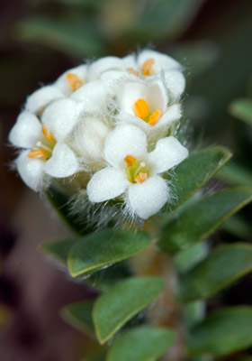 Pimelea villosa • New Zealand Plant Conservation Network