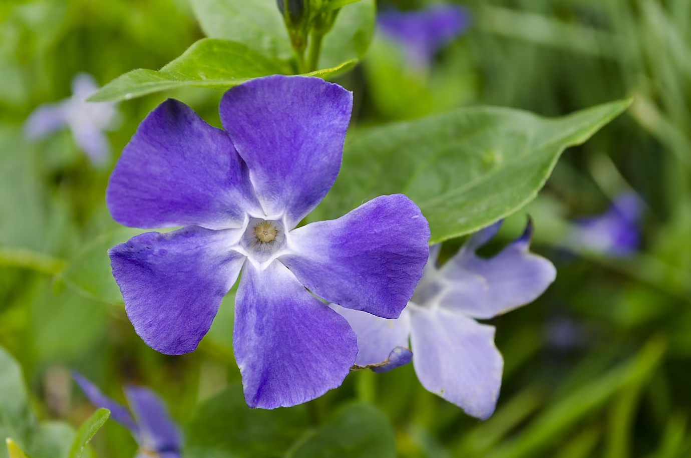 Viola odorata – o floare cu miros fabulos pentru grădina ta