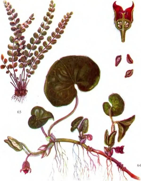 D:\0 wd yedek\acr yedek\1 film indirme\sovremennaya_fitoterapiya_dosyalar\image159.jpg